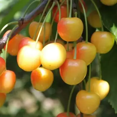 Черешня ЯНТАРНАЯ в Жлобине