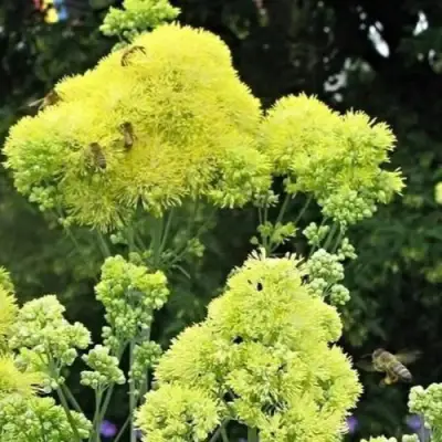 Василистник ГЛАУКУМ желтый в Жлобине