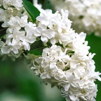 Сирень МАДАМ ЛЕМУАН в Жлобине