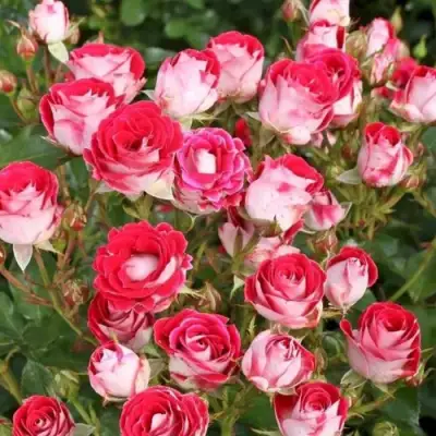 Роза ШОНЕ КОБЛЕНЦЕРИН флорибунда в Жлобине