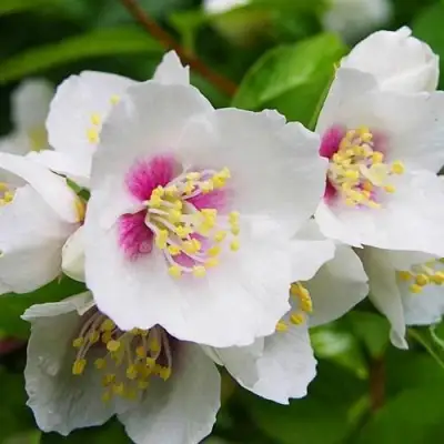 Жасмин БЕЛЬ ЭТУАЛЬ в Жлобине