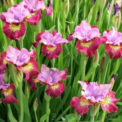 Ирис МИСС ЭППЛ сибирский в Жлобине
