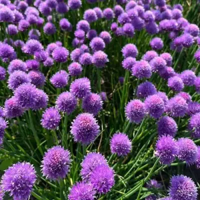 Лук-шнитт в Жлобине