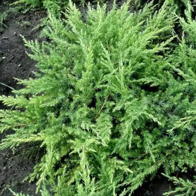 Можжевельник ШЛЯГЕР прибрежный в Жлобине