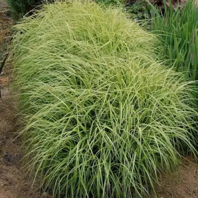 Осока ВАРИЕГАТА пальмолистная в Жлобине