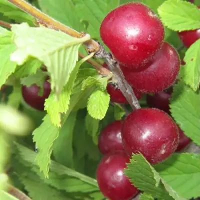 Вишня персиковая АФЛОЦЕРАЗУС в Жлобине
