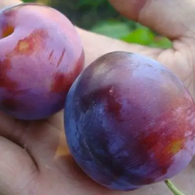 Слива РЕНКЛОД в Жлобине