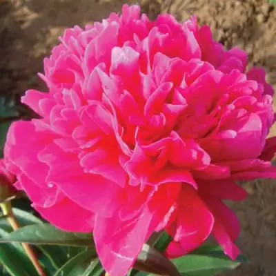 Пион РУБИНОВЫЙ СВЕТ травянистый в Жлобине