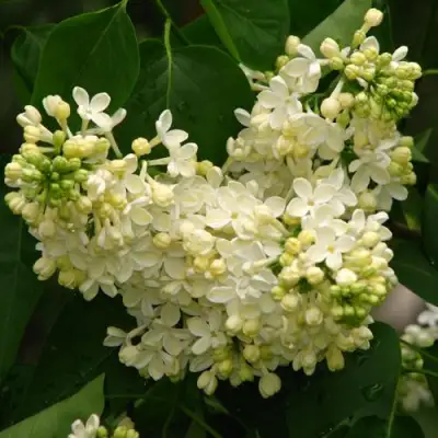 Сирень ПРИМРОУЗ в Жлобине