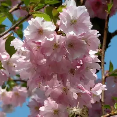 Вишня АККОЛЕЙД цветущая в Жлобине