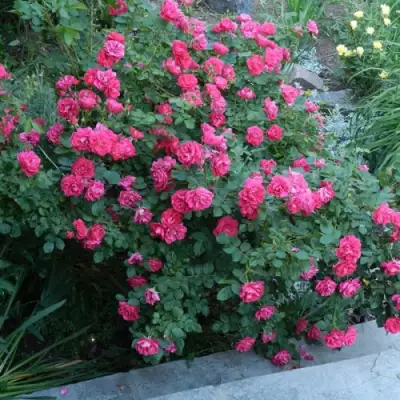 Роза ДЖОРДЖ ВАНКУВЕР флорибунда в Жлобине