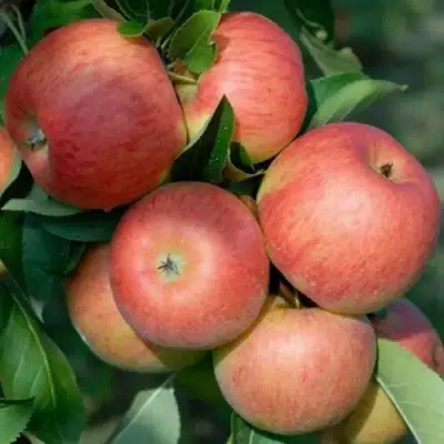 Яблоня ТОПАЗ в Жлобине