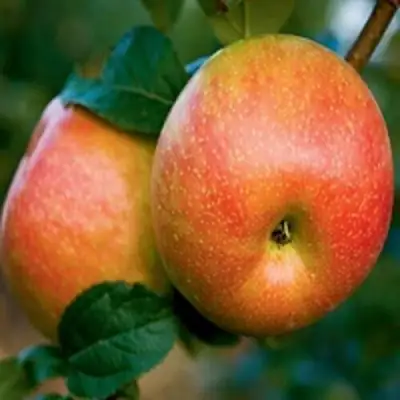 Яблоня ПЕРСИКОВАЯ в Жлобине