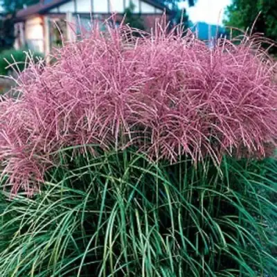 Мискантус МАЛЕПАРТУС китайский  в Жлобине