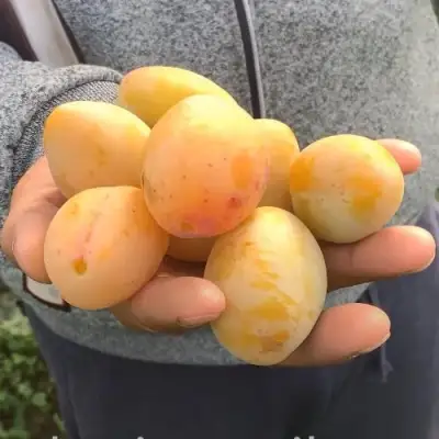 Слива ЯХОНТОВАЯ в Жлобине