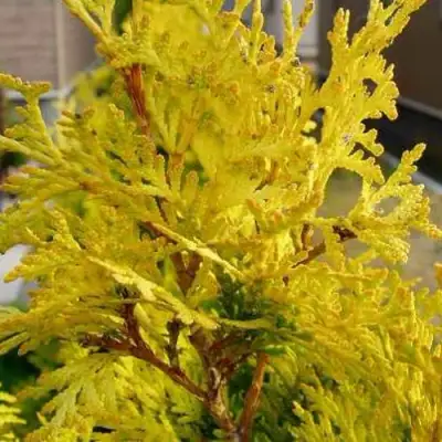 Туя ЕВРОПА ГОЛД западная в Жлобине