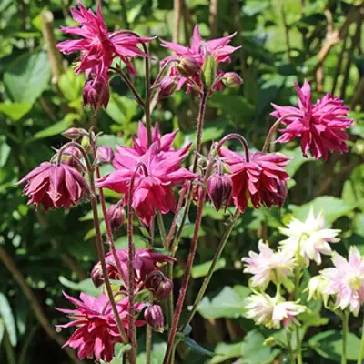 Аквилегия БАРЛОУ БОРДО обыкновенная в Жлобине