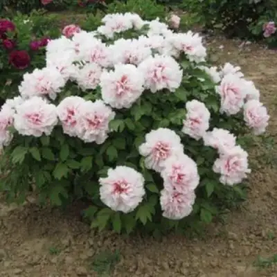 Пион ПЕРСИК ПОД СНЕГОМ древовидный в Жлобине