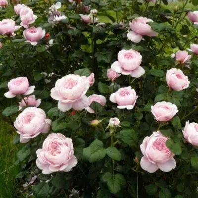 Роза КУИН ОФ СУИДЕН (КОРОЛЕВА ШВЕЦИИ) английская в Жлобине