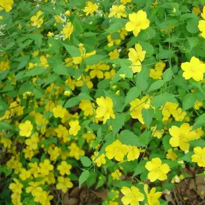 Керрия японская ГОЛДЕН ГИНЕЯ в Жлобине