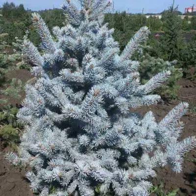 Ель МИСТИ БЛЮ голубая в Жлобине