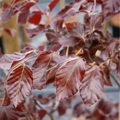 Бук лесной АТРОПУНИЦЕА в Жлобине