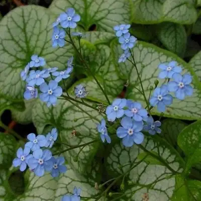 Бруннера ДЖЭК ФРОСТ в Жлобине