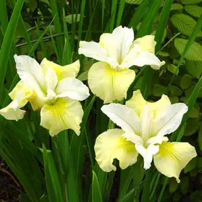 Ирис ЙЕЛЛОУ ТЕЙЛ сибирский в Жлобине