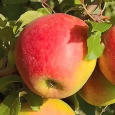 Яблоня САКАВИТА в Жлобине