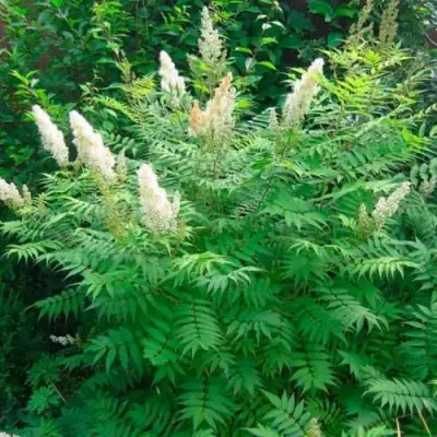 Рябинник рябинолистный СЭМ в Жлобине