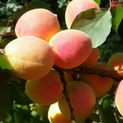 Абрикос СЮРПРИЗ в Жлобине