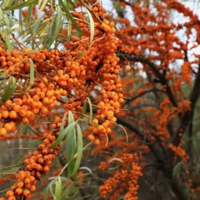 Облепиха СЕРАФИМА в Жлобине