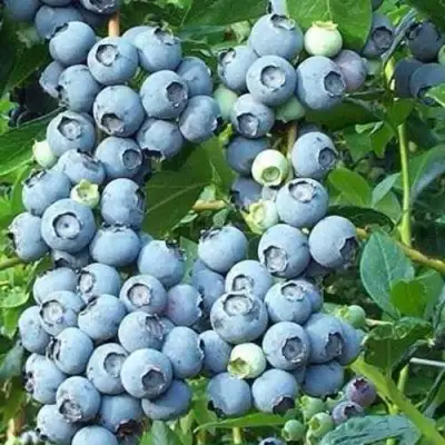 Голубика НОРТЛАНД в Жлобине