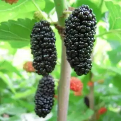 Шелковица ГАЛИЦИЯ в Жлобине