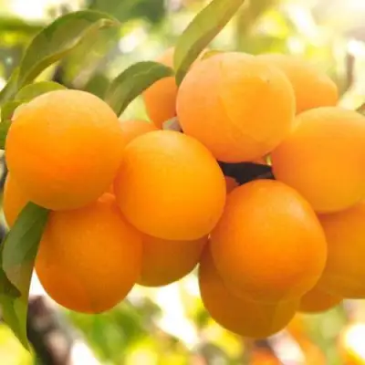 Слива МАРА в Жлобине