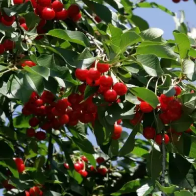 Вишня БРУСНИЦЫНА степная в Жлобине