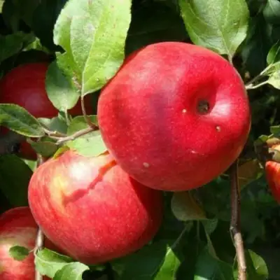 Яблоня ВАЛЕРИЯ в Жлобине