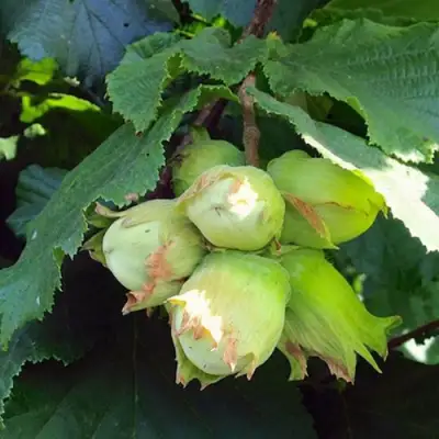 Фундук ТАМБОВСКИЙ РАННИЙ в Жлобине