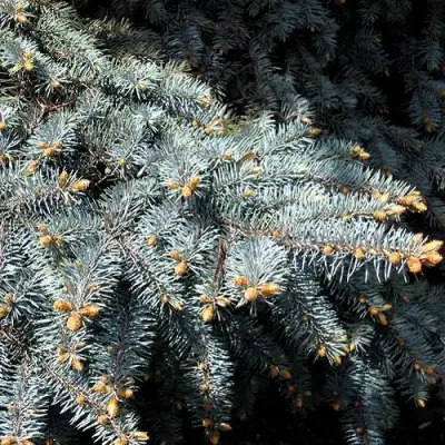 Ель НАНА сизая в Жлобине