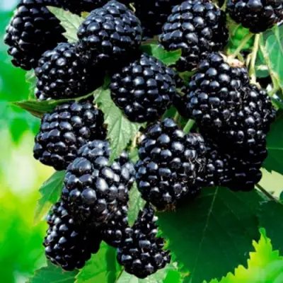 Ежевика ЛОХТЕЙ бесшипная в Жлобине