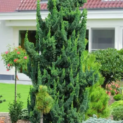 Кипарисовик ВИСЕЛЛИ лавсона в Жлобине