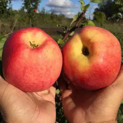 Яблоня КОВРОВОЕ стелющаяся в Жлобине