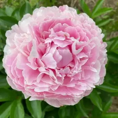 Пион КАТРИН ФОНТЕЙН травянистый в Жлобине