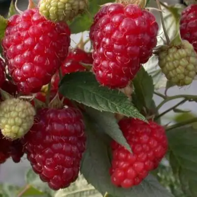 Малина ЭЛЕГАНТНАЯ в Жлобине