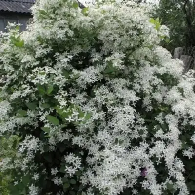 Клематис МАНЬЧЖУРСКИЙ в Жлобине