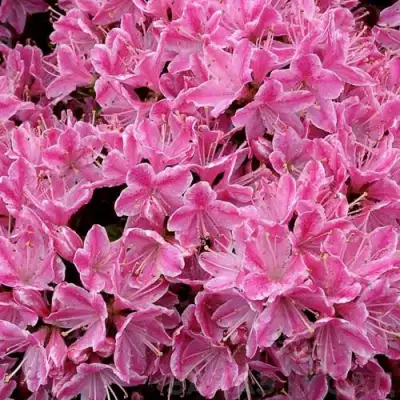 Азалия КЕРМЕСИНА РОУЗ японская в Жлобине