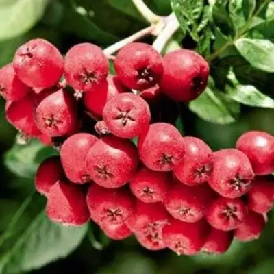 Рябина МОРАВСКАЯ сладкоплодная в Жлобине