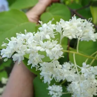 Сирень АМУРСКАЯ в Жлобине