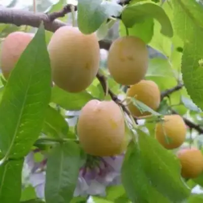 Слива УТРО в Жлобине