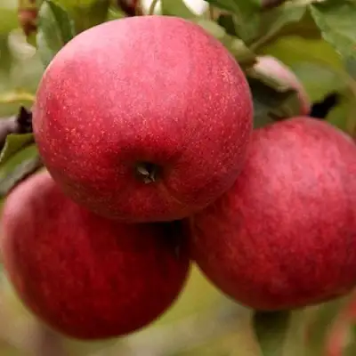 Яблоня ГАЛА ШНИГА в Жлобине